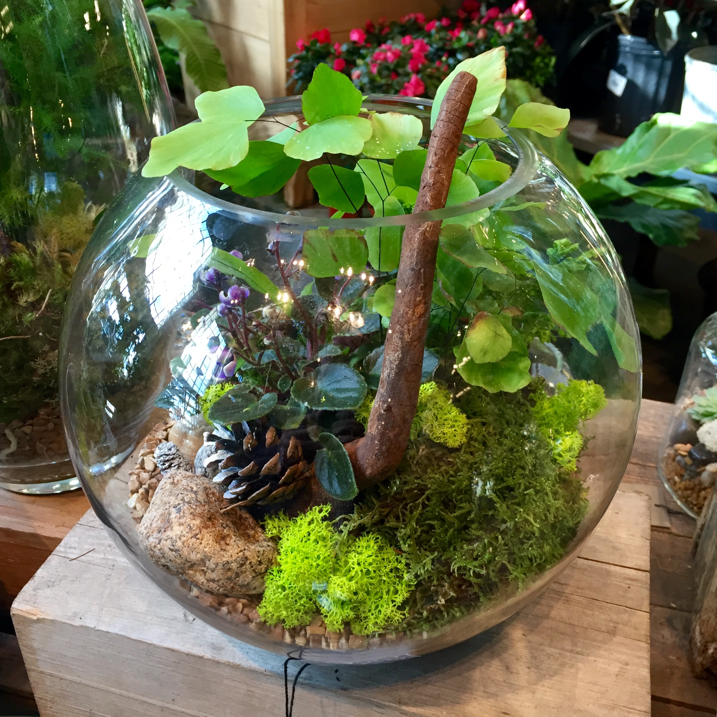 terrarium, Terrain, Westport, December 2016 The Frustrated Gardener