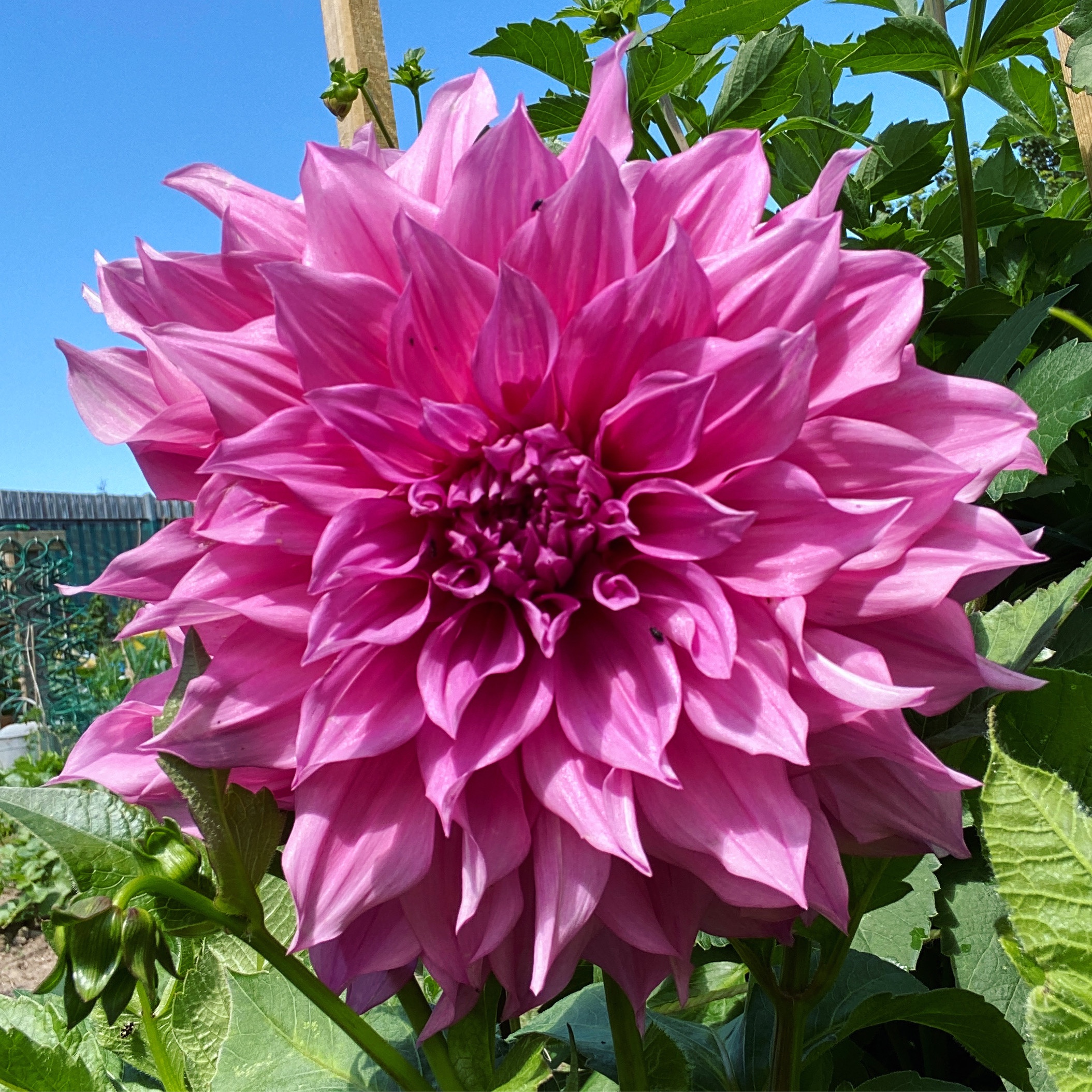 Dahlia – pink dinner plate – The Frustrated Gardener